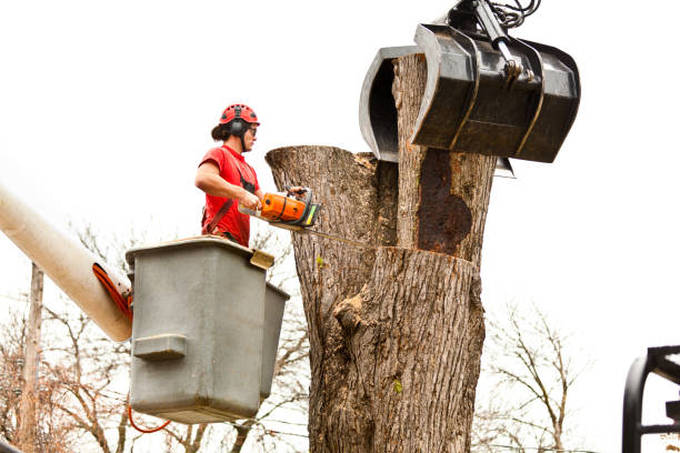 Best Hazardous Tree Removal  in Paris, IL